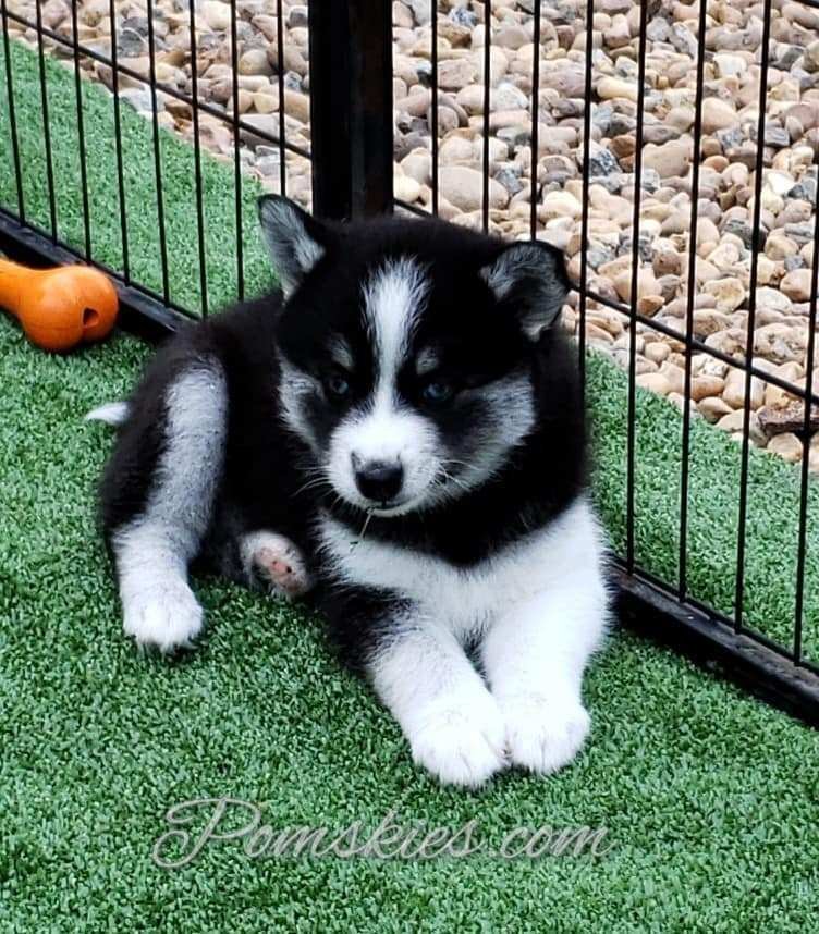 I’m a pretty Pomsky Puppy who is laid back and carefree. 