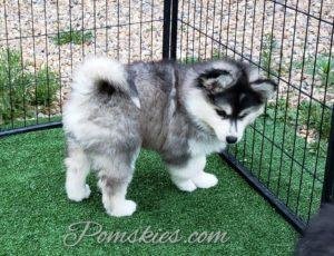 pomsky husky for sale