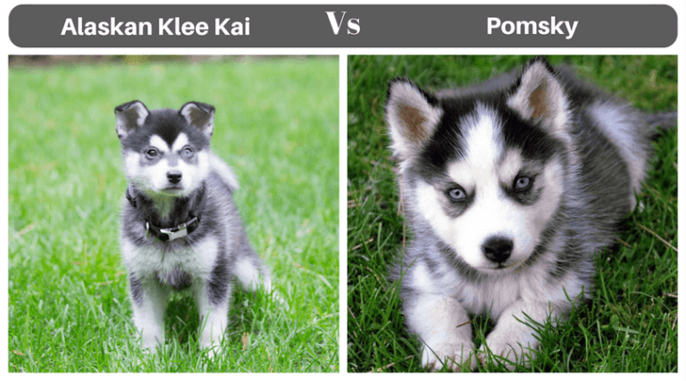 alaskan klee kai pomsky