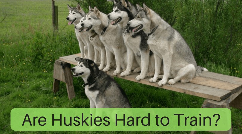 Husky Dogs