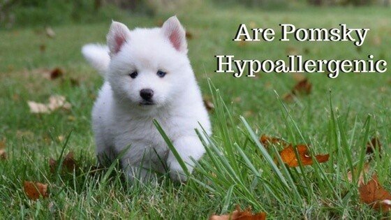 american eskimo dog hypoallergenic