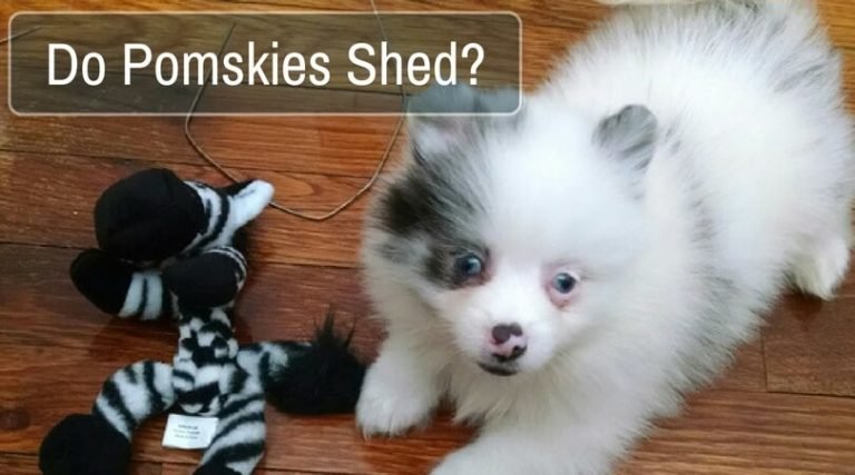 pomsky shed