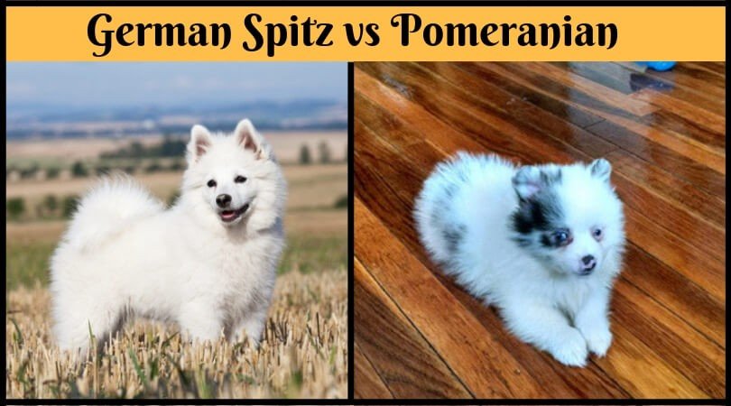 spitz pomeranian dog