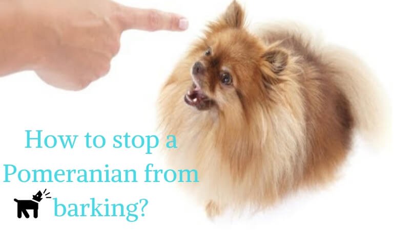 How to Stop a Pomeranian from Barking 