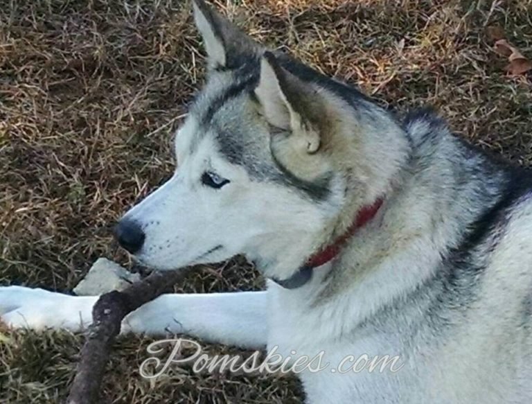 How Much Are Pomsky Puppy Cost Know The Exact Price Pomskies
