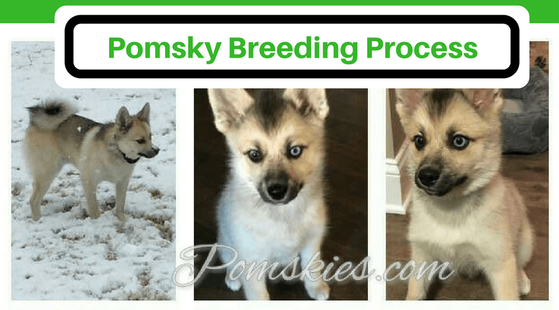 about pomsky breed
