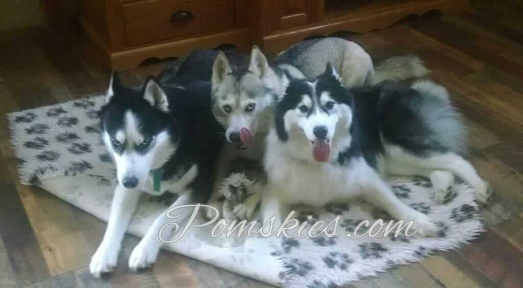 How to Care of a Pomsky Dog to Maintain its Generation Pomskies